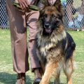 Dressage de chien