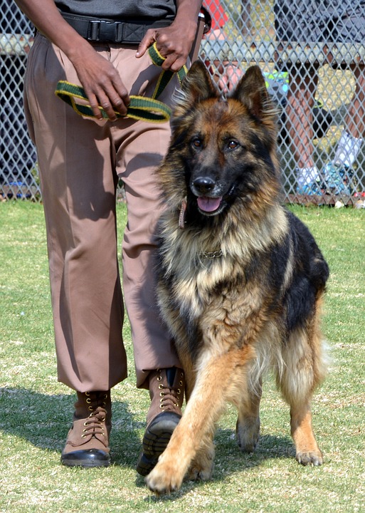 Le concept de dressage de chien