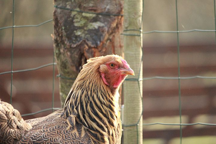 élevage poules