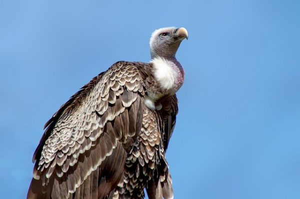 Les vautours : équarrisseurs naturels de l’environnement !